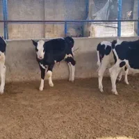 فروش گوساله نر