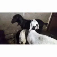 بز شیری عربی