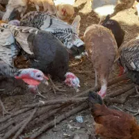 بوقلمون‌۶ماه