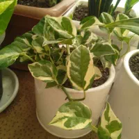 وسایل خانه در|لباس|لاهیجان, آهندان|دیوار