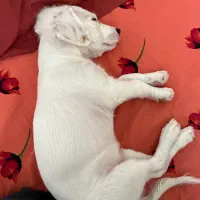 اشپیتز ۴ماهه