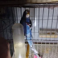 مرغ عشق|پرنده|نسیم‌شهر, |دیوار