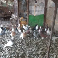 کبوتر خوشرنگ .در گویم .گو دگویم آفتاب ۲|پرنده|شیراز, شهرک قمشه|دیوار