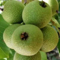 تولید نهال گردو|گل و گیاه طبیعی|شیراز, رکن‌آباد|دیوار