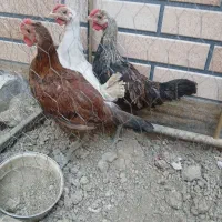 ۳عدد نیمچه خروس