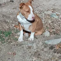 طوله سگ پیت بول 8ماهه
