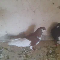 کبوتر|پرنده|شیراز, شهرک مهرگان|دیوار