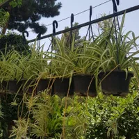 گیاه گندمی|گل و گیاه طبیعی|تهران, عباس‌آباد|دیوار