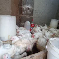 مرغ اوگانیک