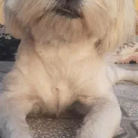 سگ.|سگ|بیرجند, |دیوار