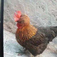 مرغ کاکلی چاق و جوان تخم گذار