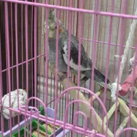 فروش ۲ عدد جوجه عروس هلندی|پرنده|اهواز, منازل سپاه|دیوار