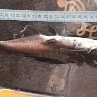 ماهی|ماهی|شیروان (خراسان), |دیوار