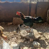 فروش جوجه لاری و تخم مرغ