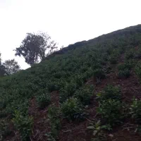 باغ-چایی