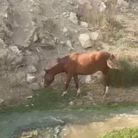 یه کره اسب|اسب و تجهیزات اسب‌سواری|پردیس, فاز ۶|دیوار