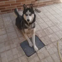 سگ هاسکی|سگ|تربت‌حیدریه, منظر|دیوار