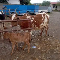 گاو چالوسی شیری با گوساله ماده