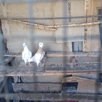 جوجه تازه دانه خورشده|پرنده|لامرد, |دیوار