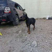 سگ دوبر من ماده