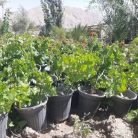 نهال و درخت انگور|خدمات باغبانی و درختکاری|فلاورجان, |دیوار