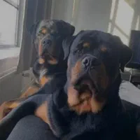 واگذاری روتوایلر|سگ|فولادشهر, B2|دیوار