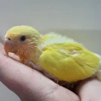 طوطی برزیلی اوپال کله نارنجی