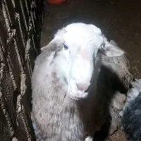 گوسفند افشار رمانف