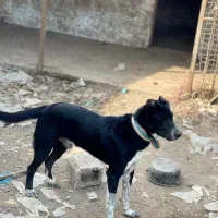 سگ گله نگهبان|سگ|رشت, حومه رشت|دیوار