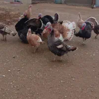 بوقلمون های سالم و سرحال