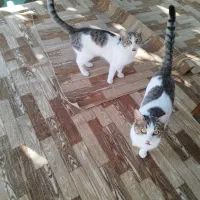 گربه رایگان