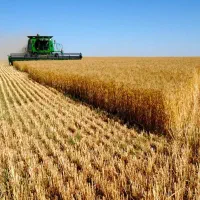 بذر گندم گواهی شده رقم کوهدشت دولتی.