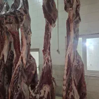 خرید وفروش گاوهای افتاده وفلج زایمان|حیوانات مزرعه|زنجان, |دیوار