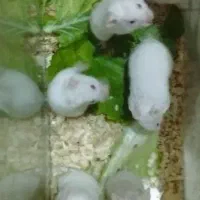 همستر شیطون