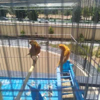 جفت قناری آماده آماده