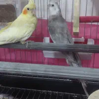 سه عدد عروس هلندی یک عددنرودوعددماده سفید نر وایت