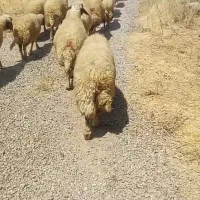 12 راس میش درجه یک سنجابی