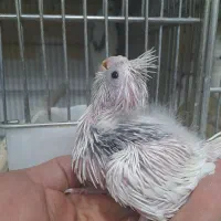 جوجه البینو دوکت پروانه ای قرینه سرلاکی