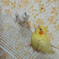 عروس هلندی کاملا دستی|پرنده|گلبهار, شهر جدید گلبهار|دیوار