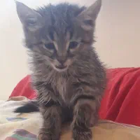 گربه|گربه|صدرا-فارس, فاز ۲|دیوار