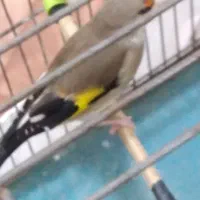 پرنده|پرنده|سنندج, |دیوار