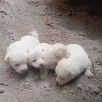 توله پاکوتاه