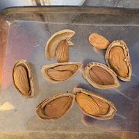 خرید و فروش بادام شیرین و تلخ