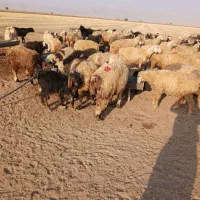 گوسفند داشتی|حیوانات مزرعه|آباده, |دیوار
