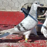 بدرنگ کاغذی شصتی سیاه خوشرنگ سیاه