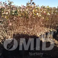 نهال پسته امید مهریز