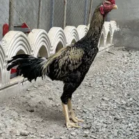 تخم لاری نطفه دار