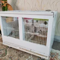 دو جفت فنچ به همراه قفس دست ساز با فایبرگلاس