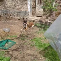 توله سرابی نگهبان