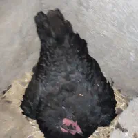 مرغ شیرین کرچ
